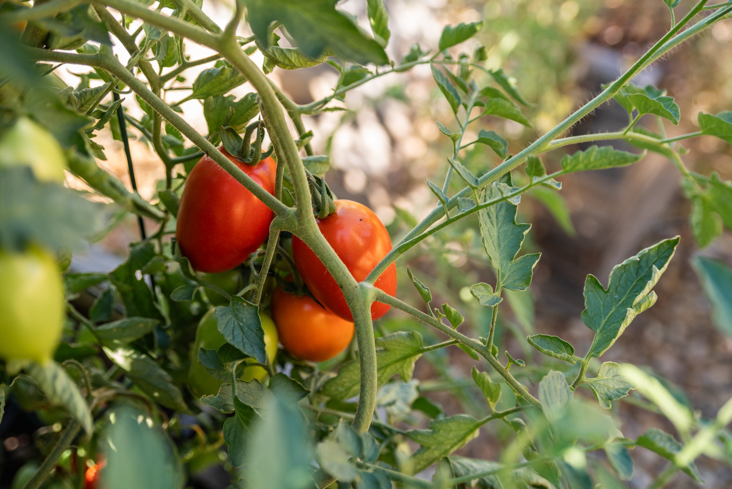 Bend Urban Gardens 092424-50.jpg