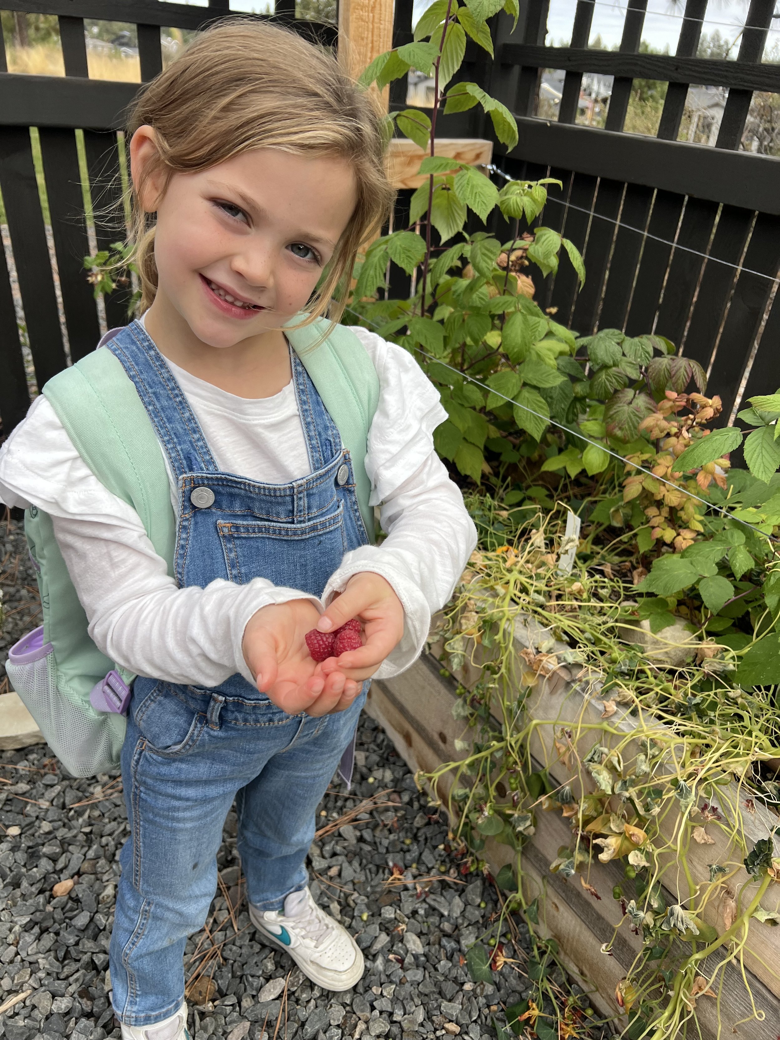 October after school raspberry harvest! 