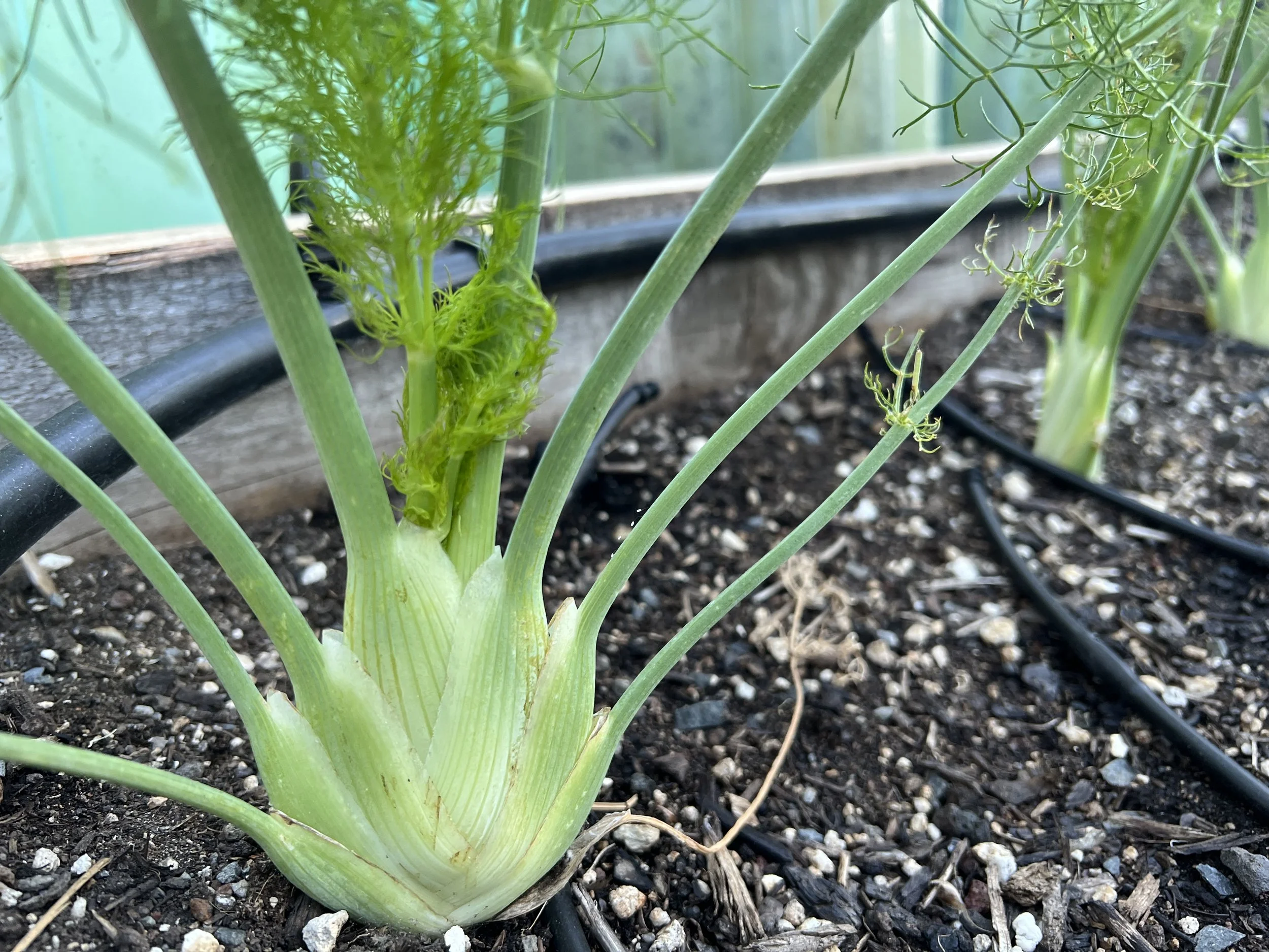 Fennel