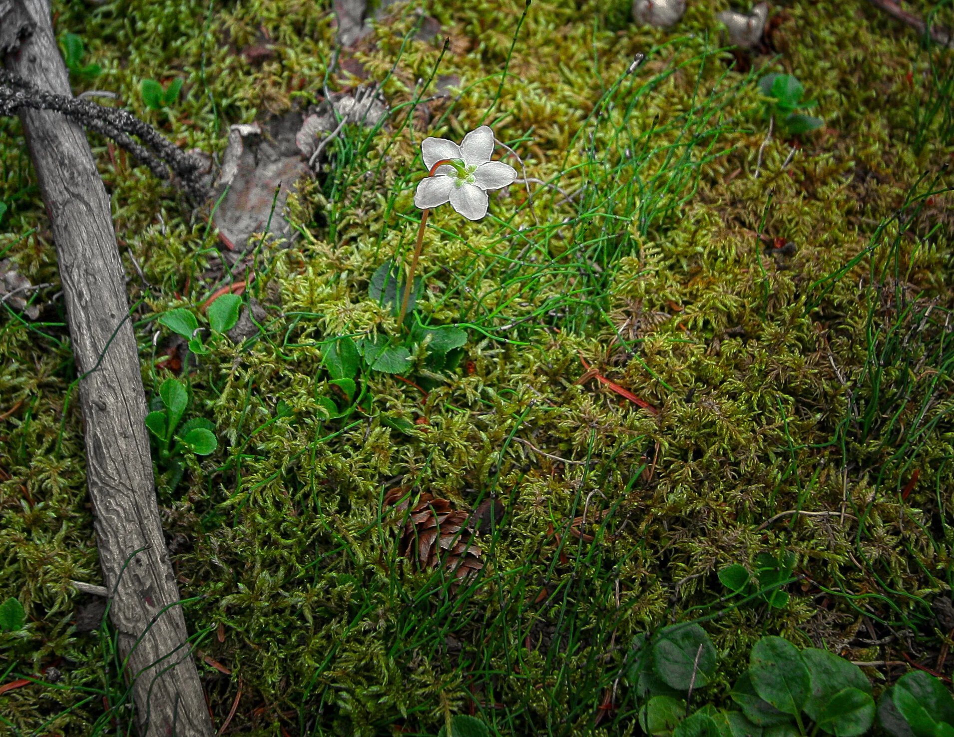moss.jpeg