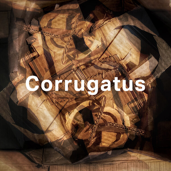 corrugatusSQ_opt.jpg