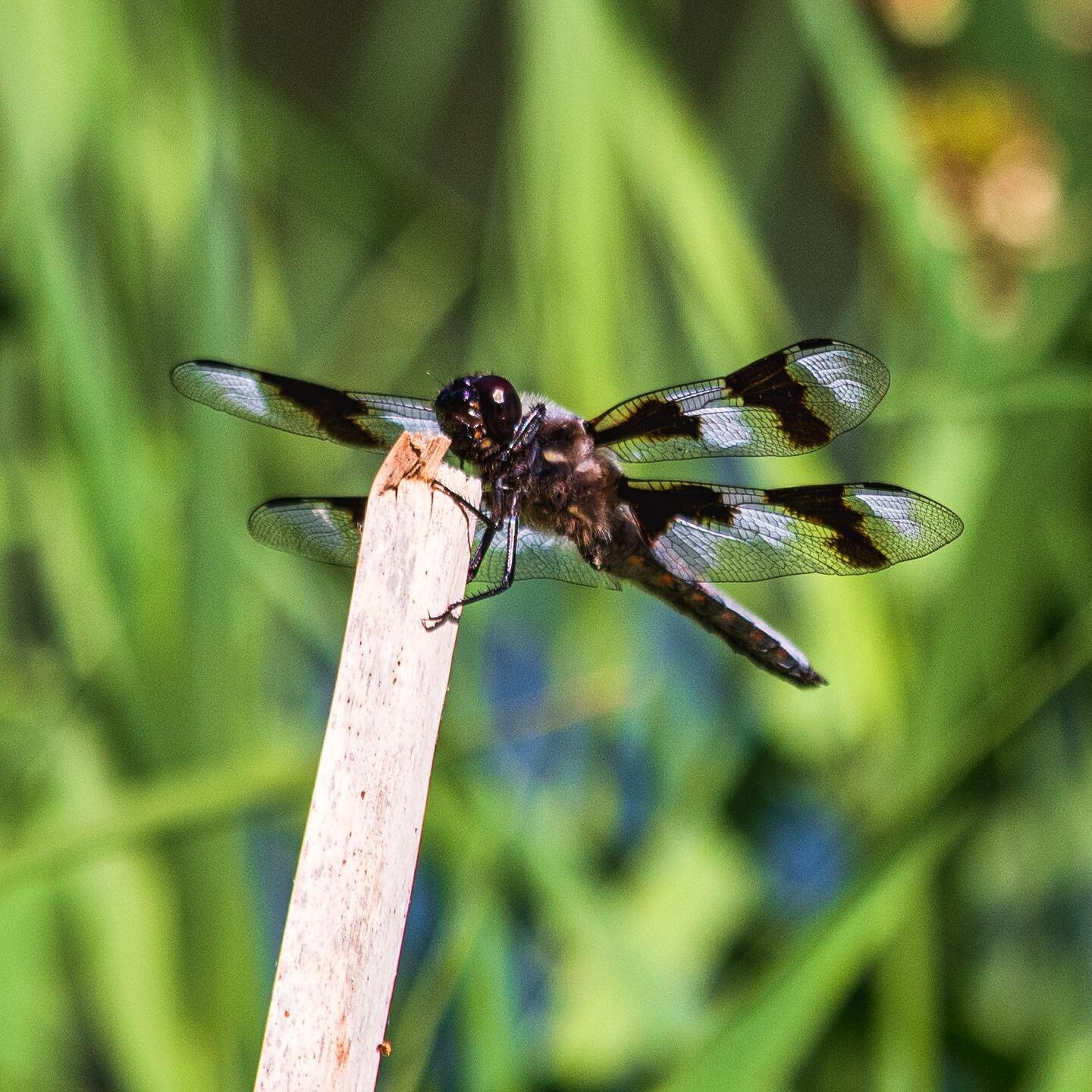 I think I found where the term &quot;bug-eyes&quot; comes from. Here is a fun fact from @brain_facts_org . The two large compound eyes of the dragonfly have thousands of lenses and three eyes with simple lenses. Dragonflies are always watching.
.
R
e