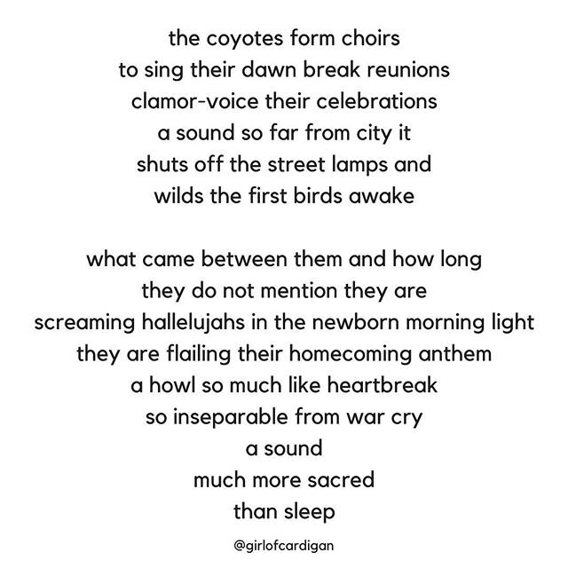 the coyotes form choirs
to sing their dawn break reunions
clamor-voice their celebrations
a sound so far from city it
shuts off the street lamps and
wilds the first birds awake

what came between them and how long
they do not mention they are
screami