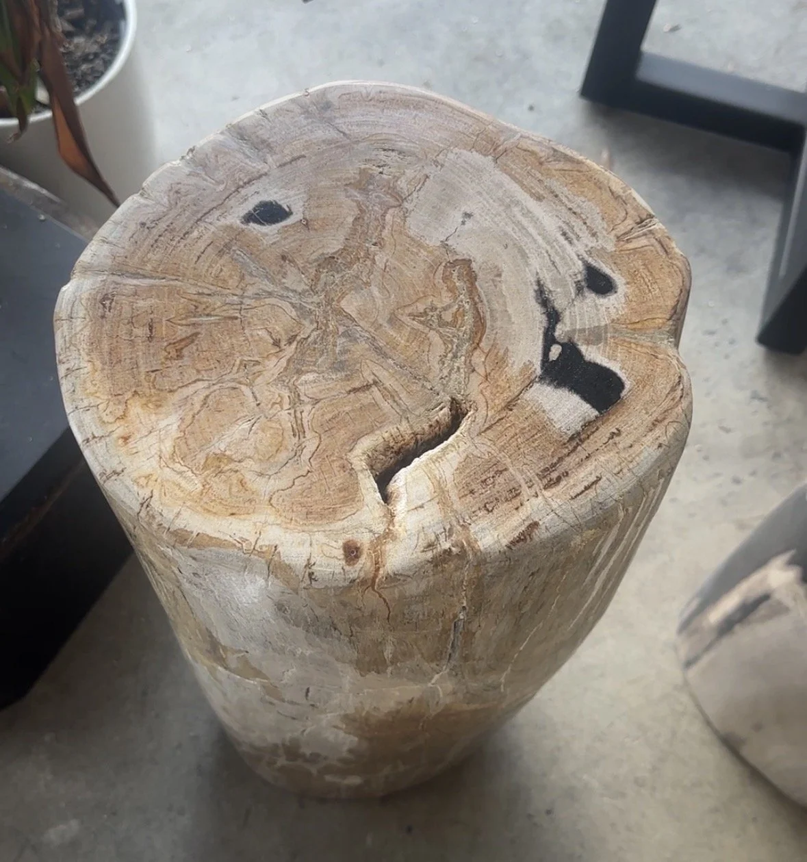 Petrified pedestal top.jpg