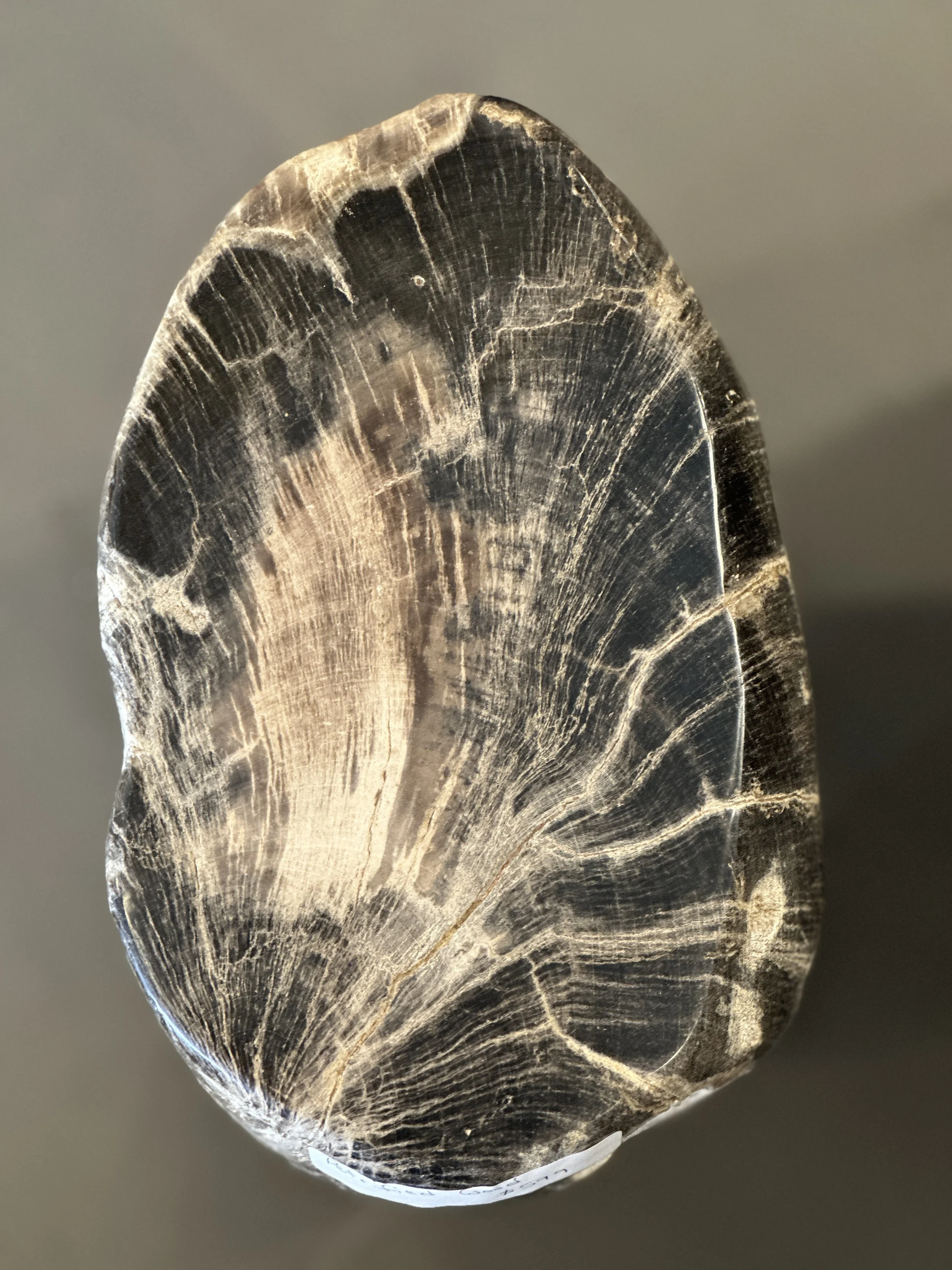 Small Black Petrified Wood Stump