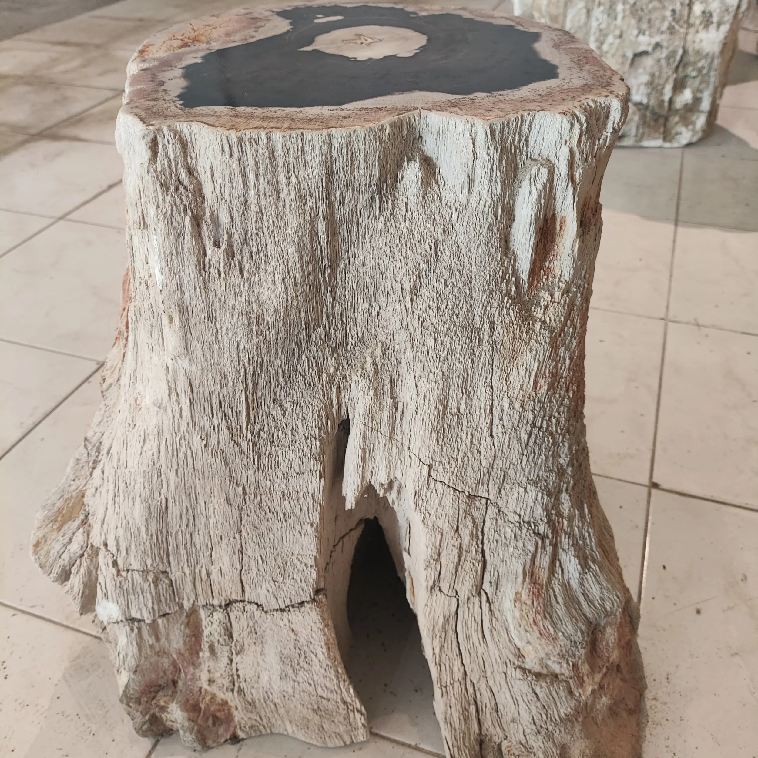 Petrified+Palm+tree+trunk.png