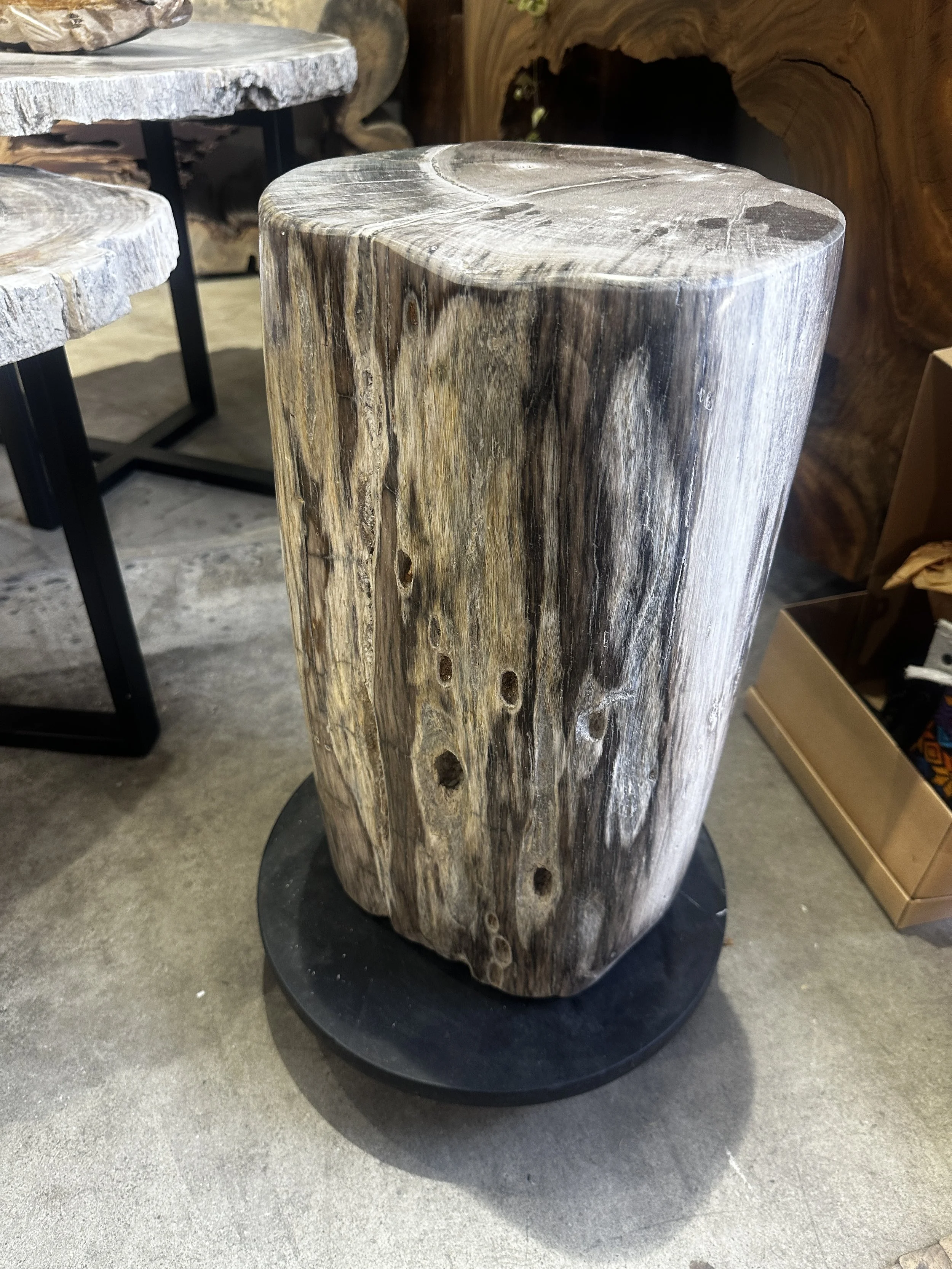 Gray petrified stump.JPG