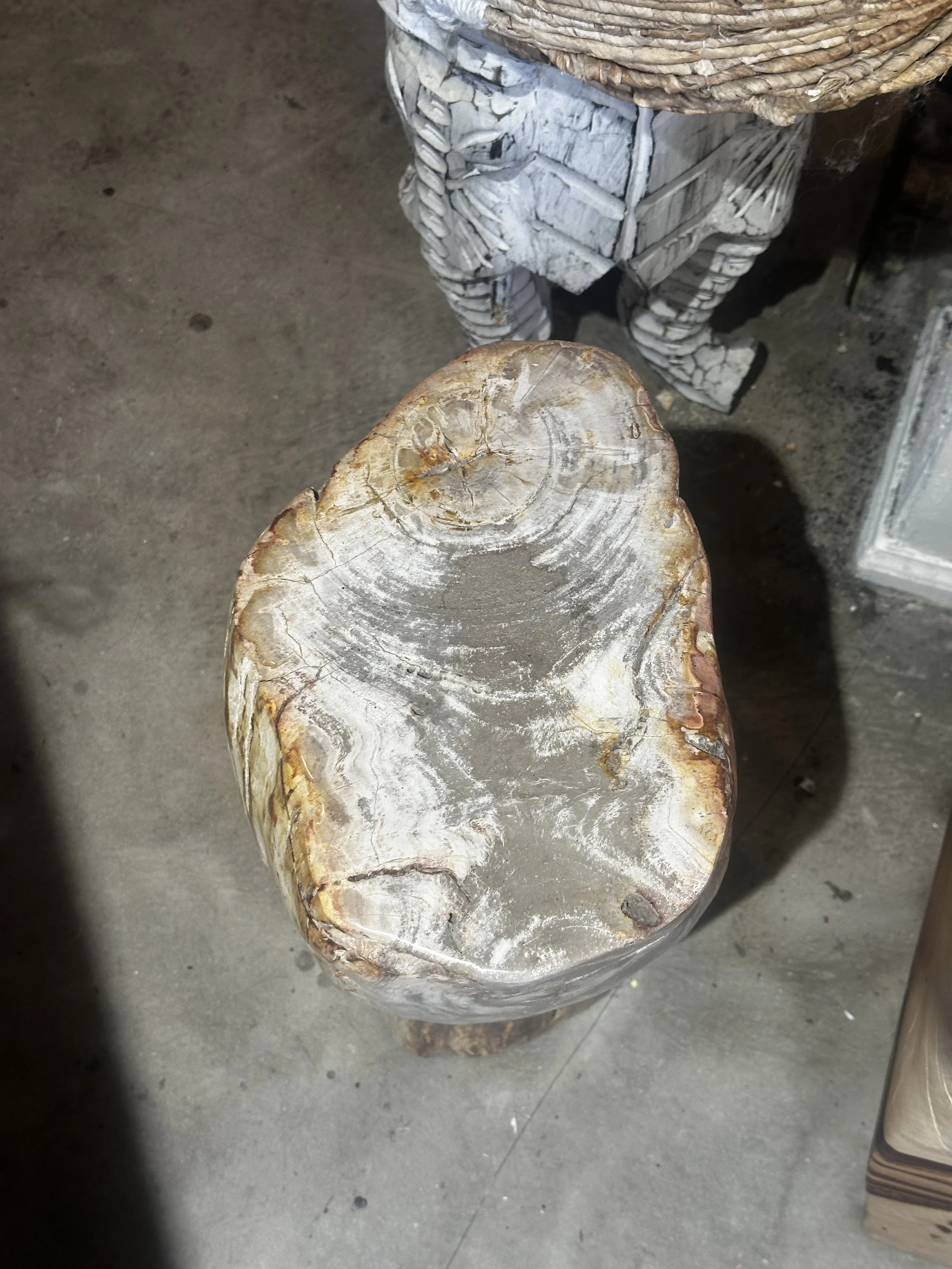 Small petrified stump.JPG