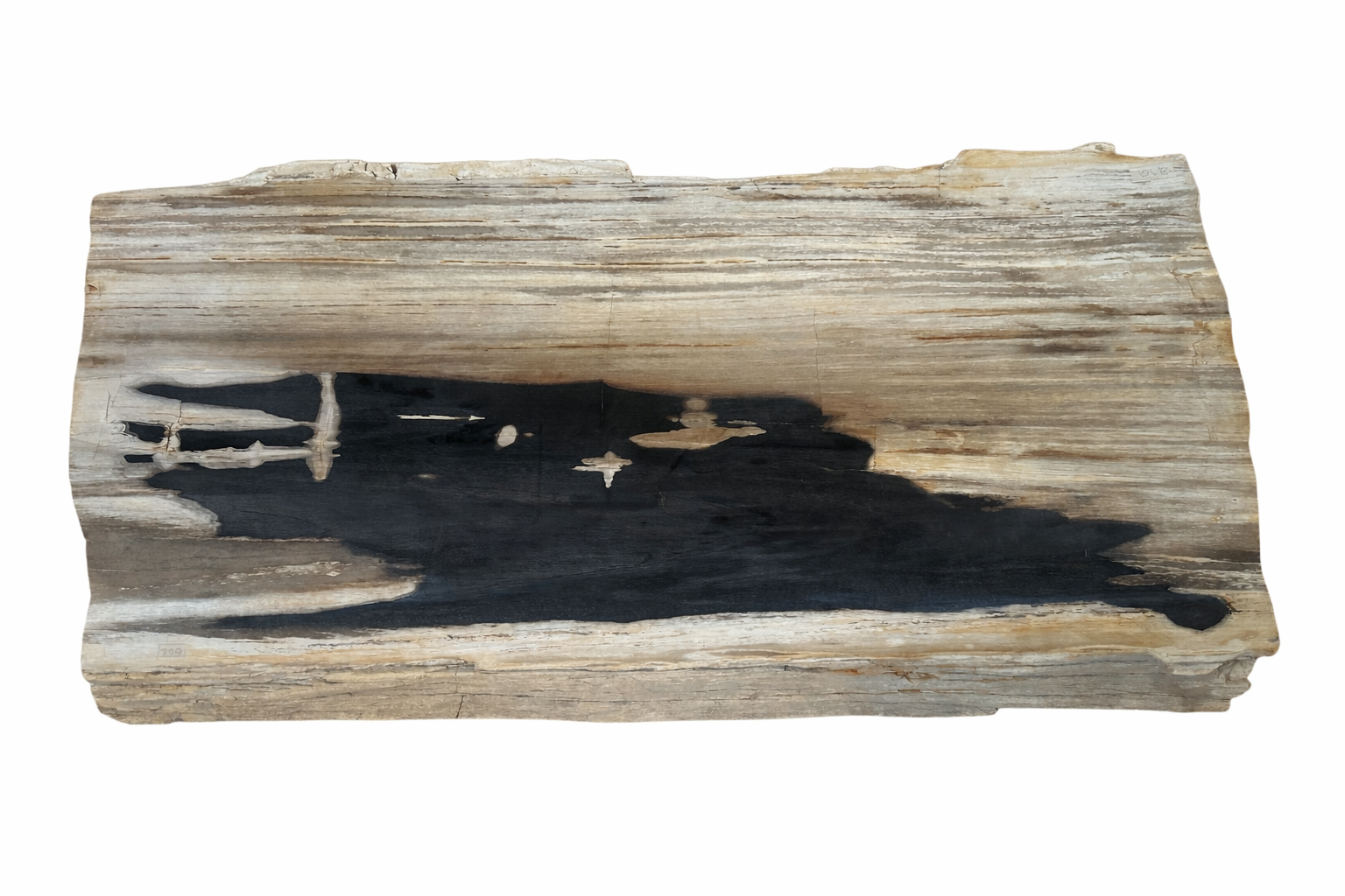 Petrified coffee table black and white.PNG