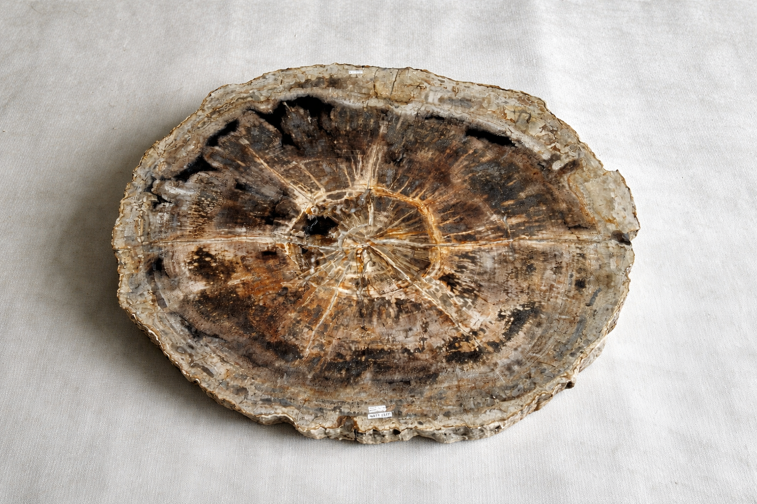 Petrified crosscut coffee table in tan tones.PNG