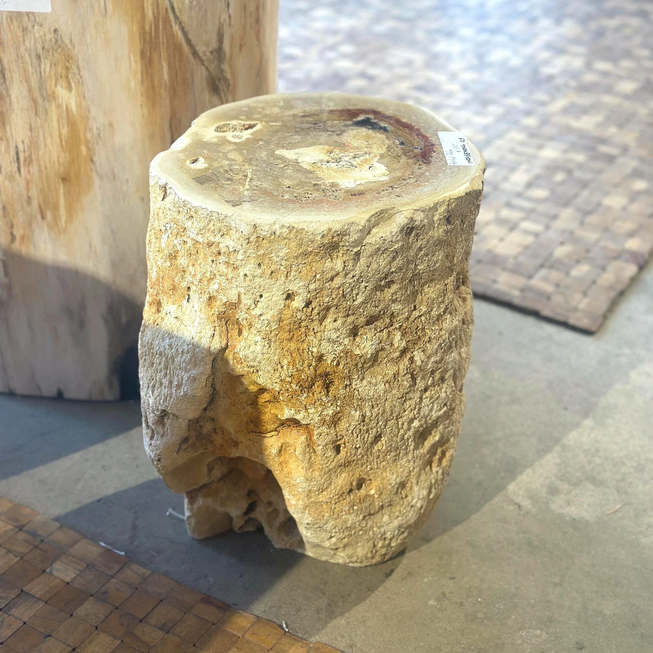 Petrified Palm side view.jpg