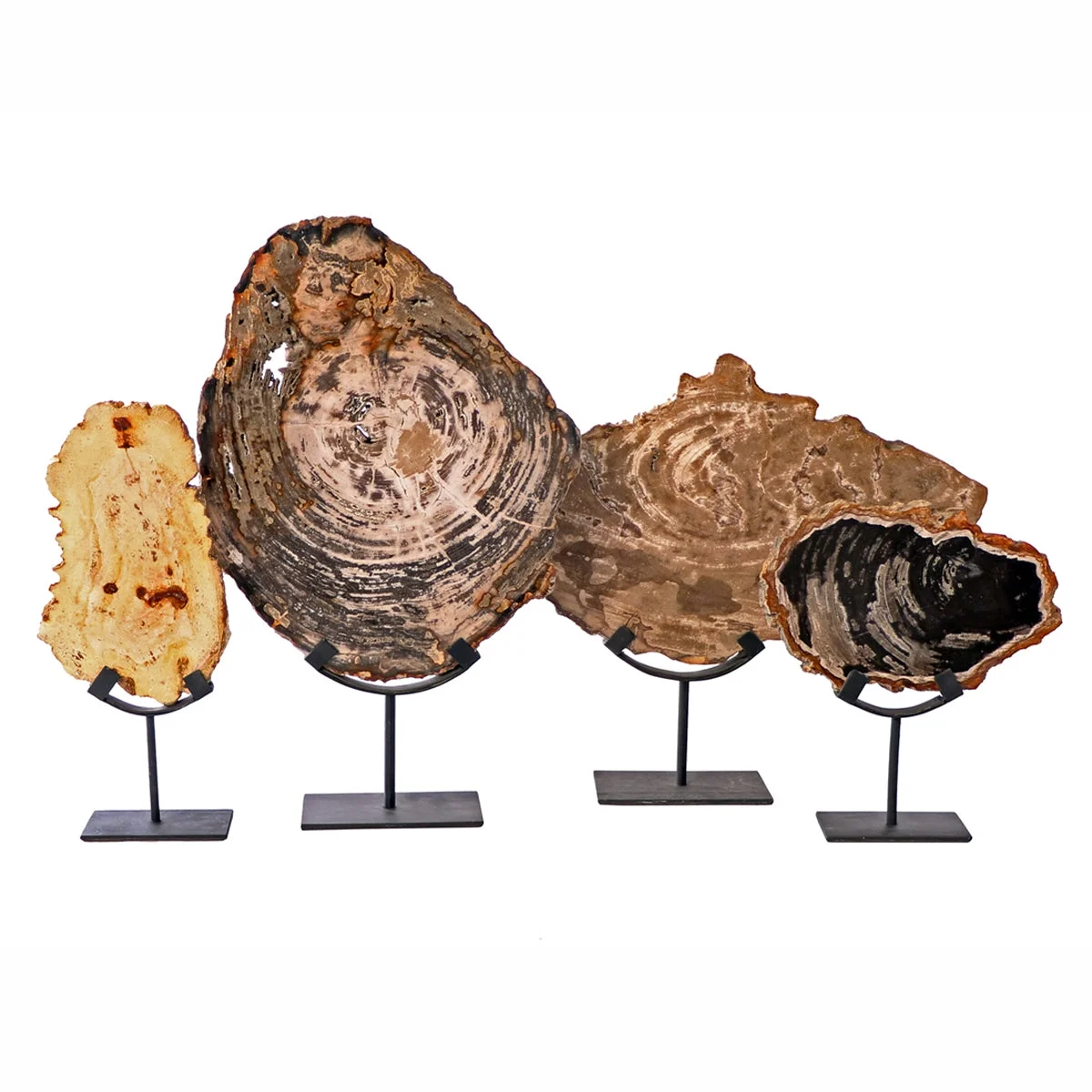 Set of Petrified wood.webp
