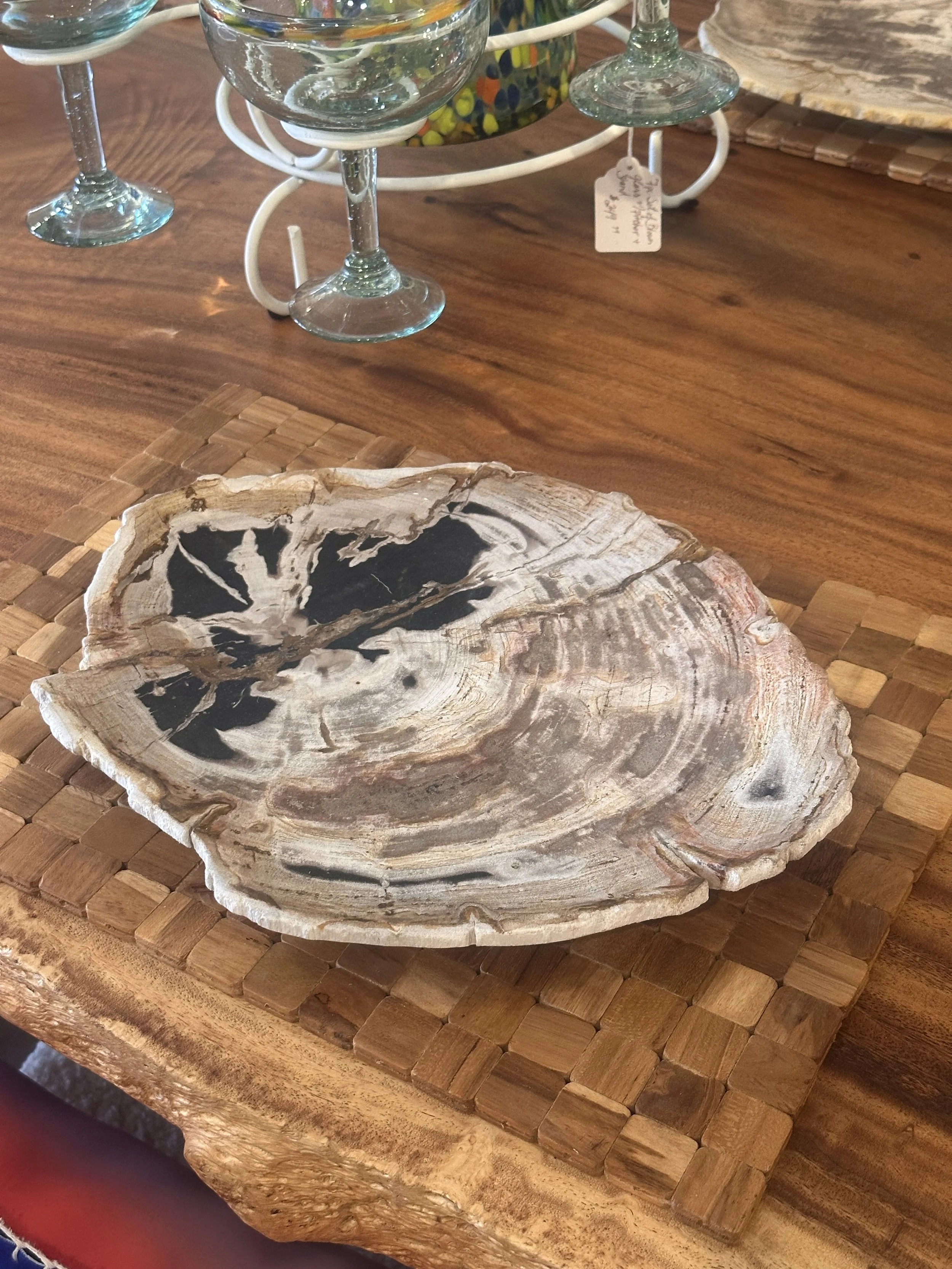 Light colored petrified plate.JPG