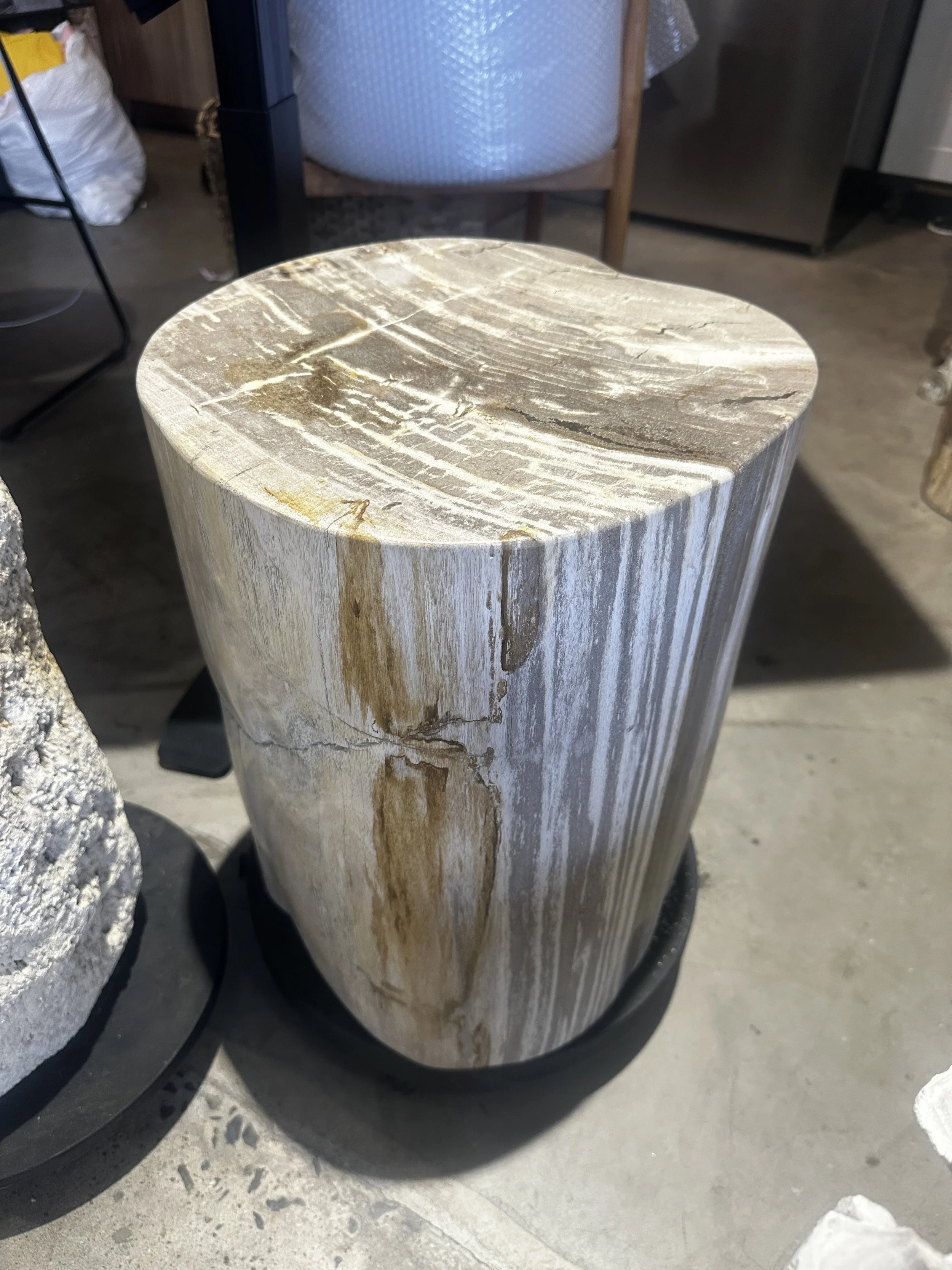 side view of petrified .JPG