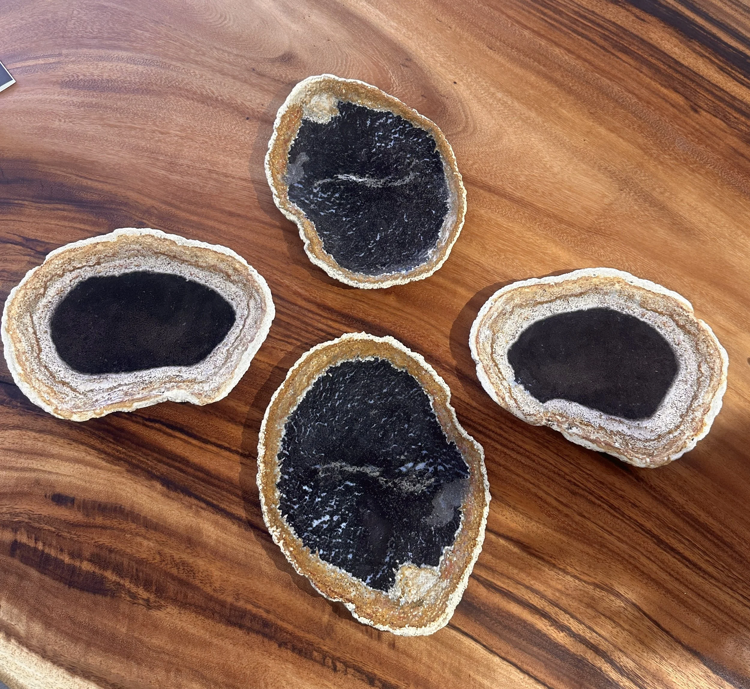 petrfied palm plates.JPG