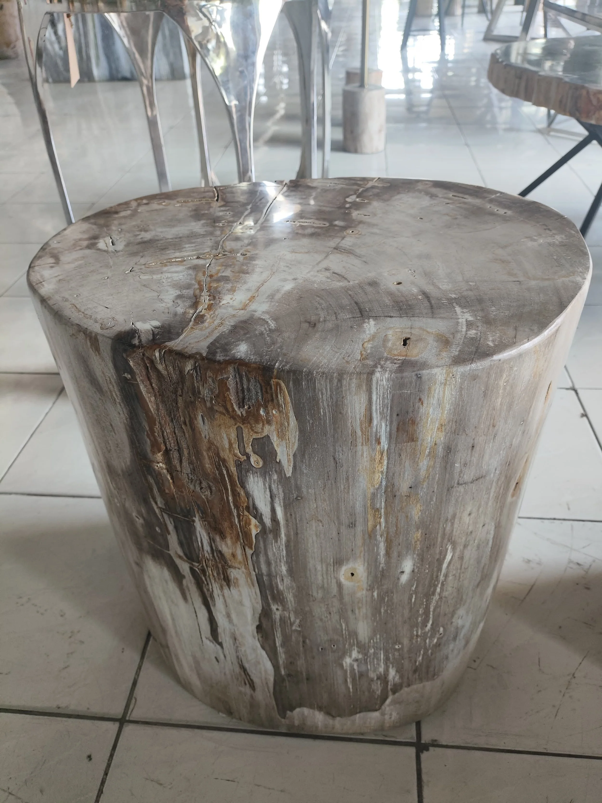 Fully Polished Gray Petrified Stump
