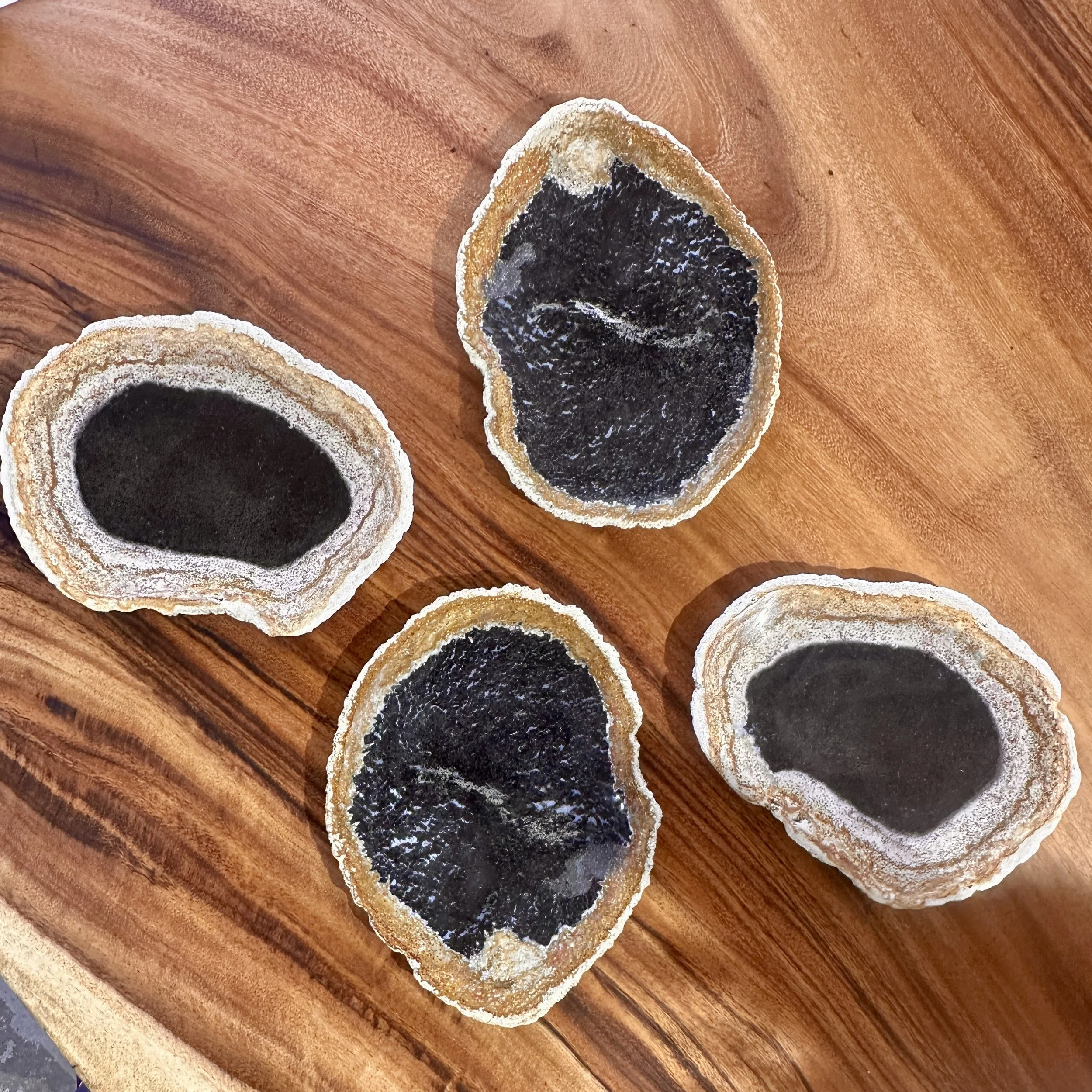 palm petrified plates.JPG