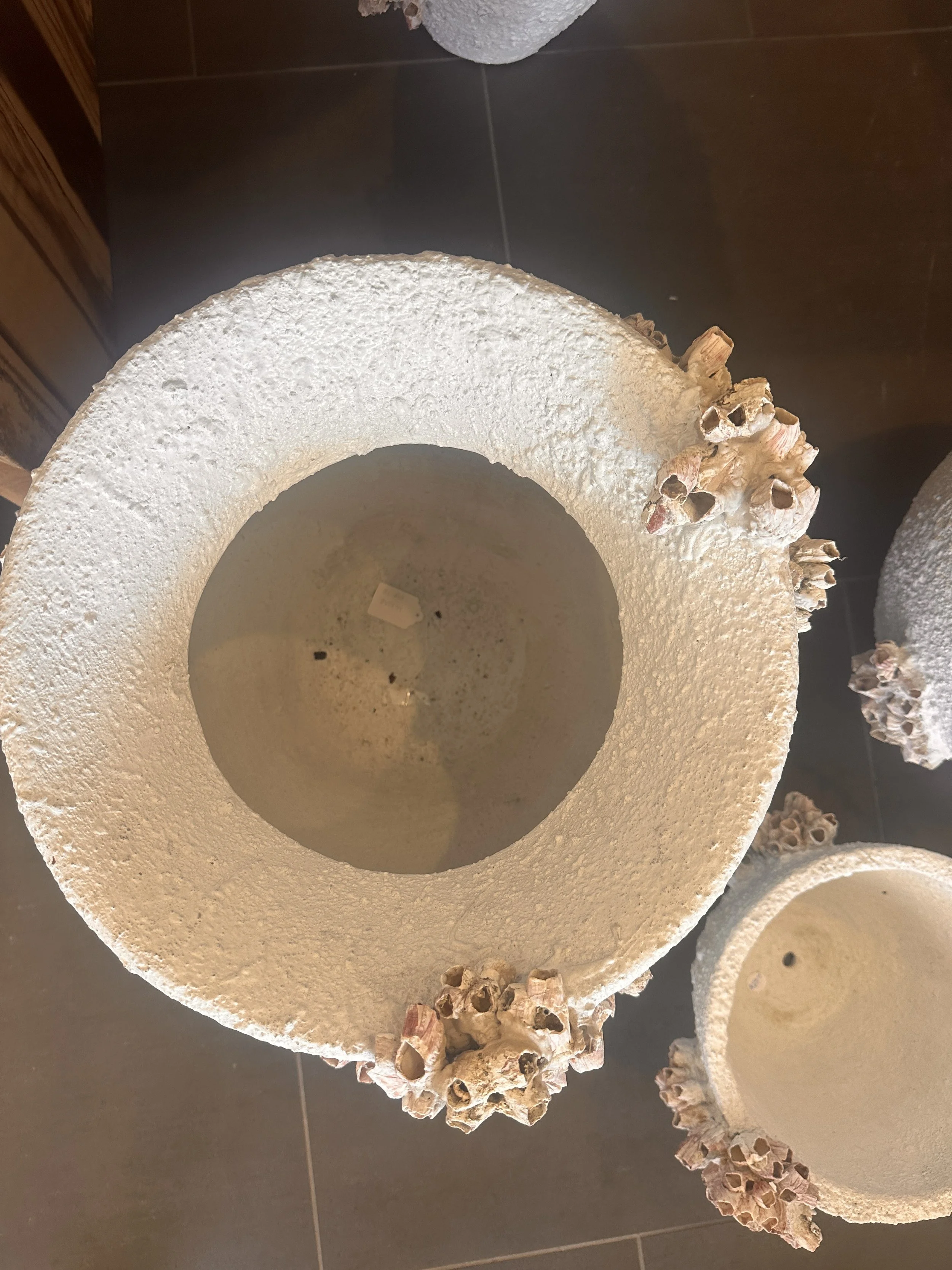 ehite ceramic barnacle pot.JPG