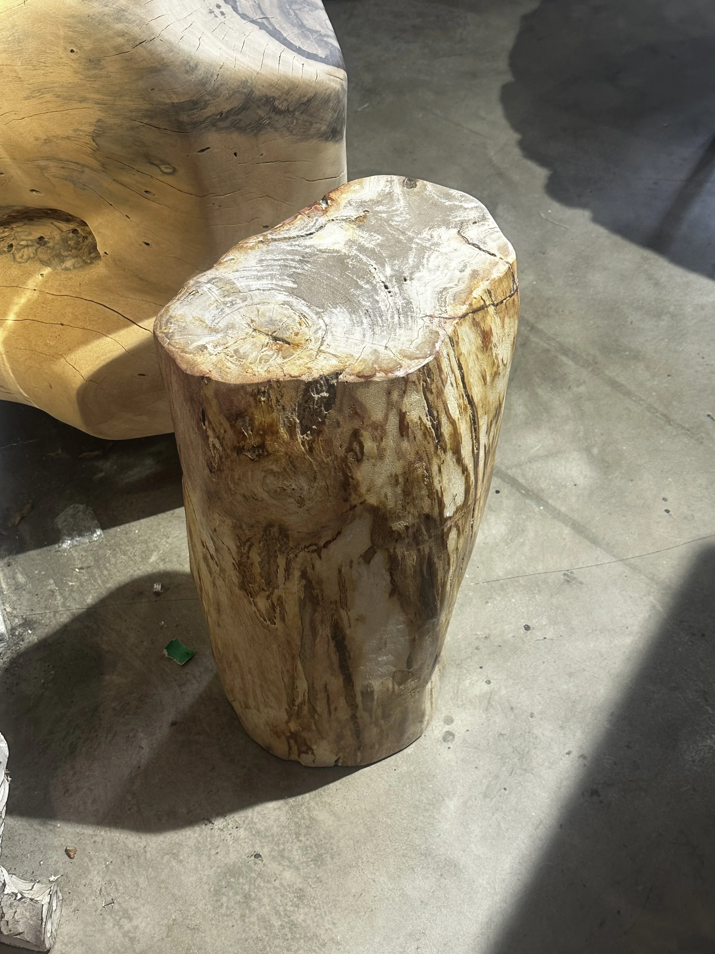 Petrified stump coral.JPG