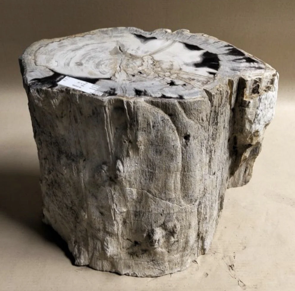 Organic Gray Petrified Stump.jpg