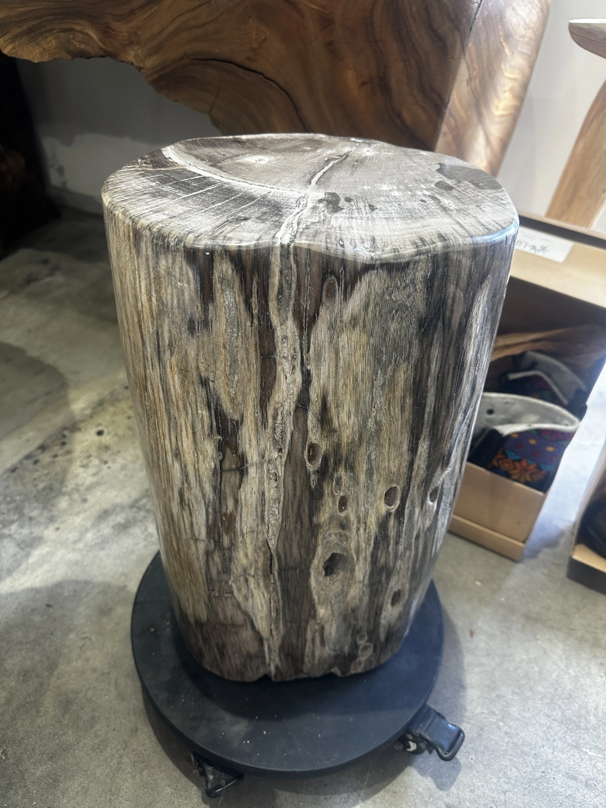 gray and white petrified stump.JPG