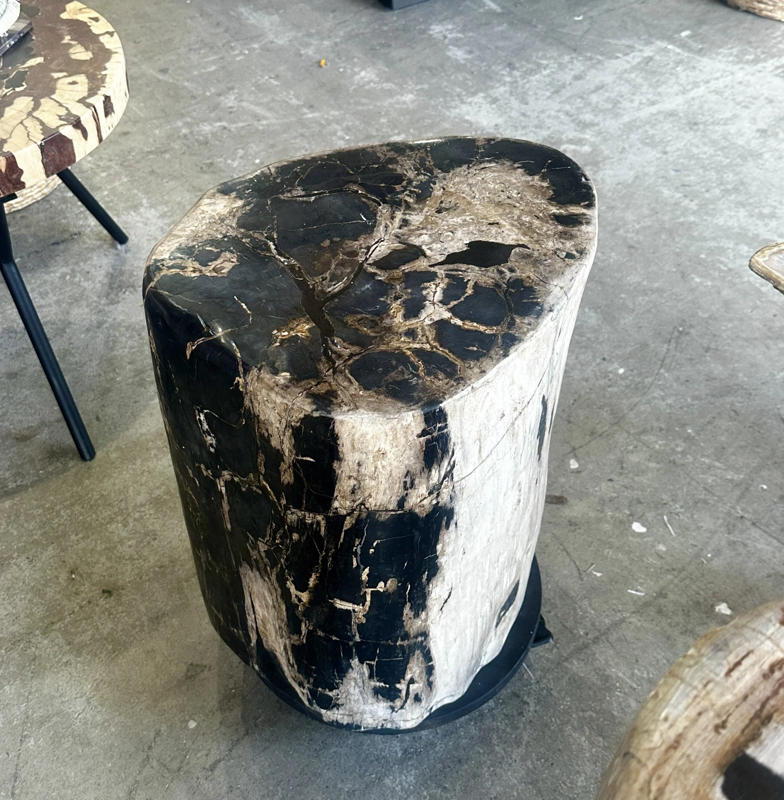 cream black and white petrified stump.JPG