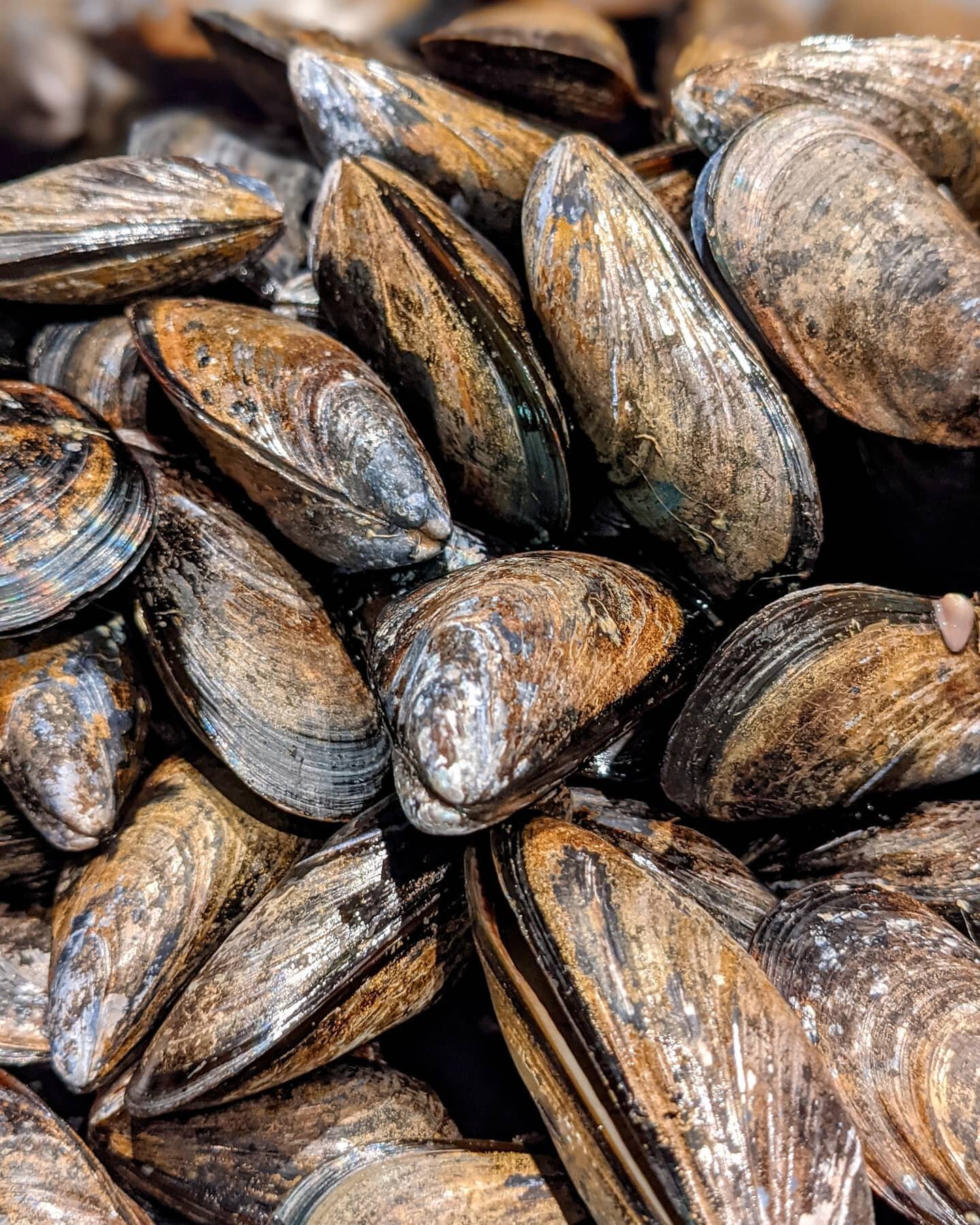 Sake-steamed mussels from Prince Edward Island. An unforgettable bite! ➡️