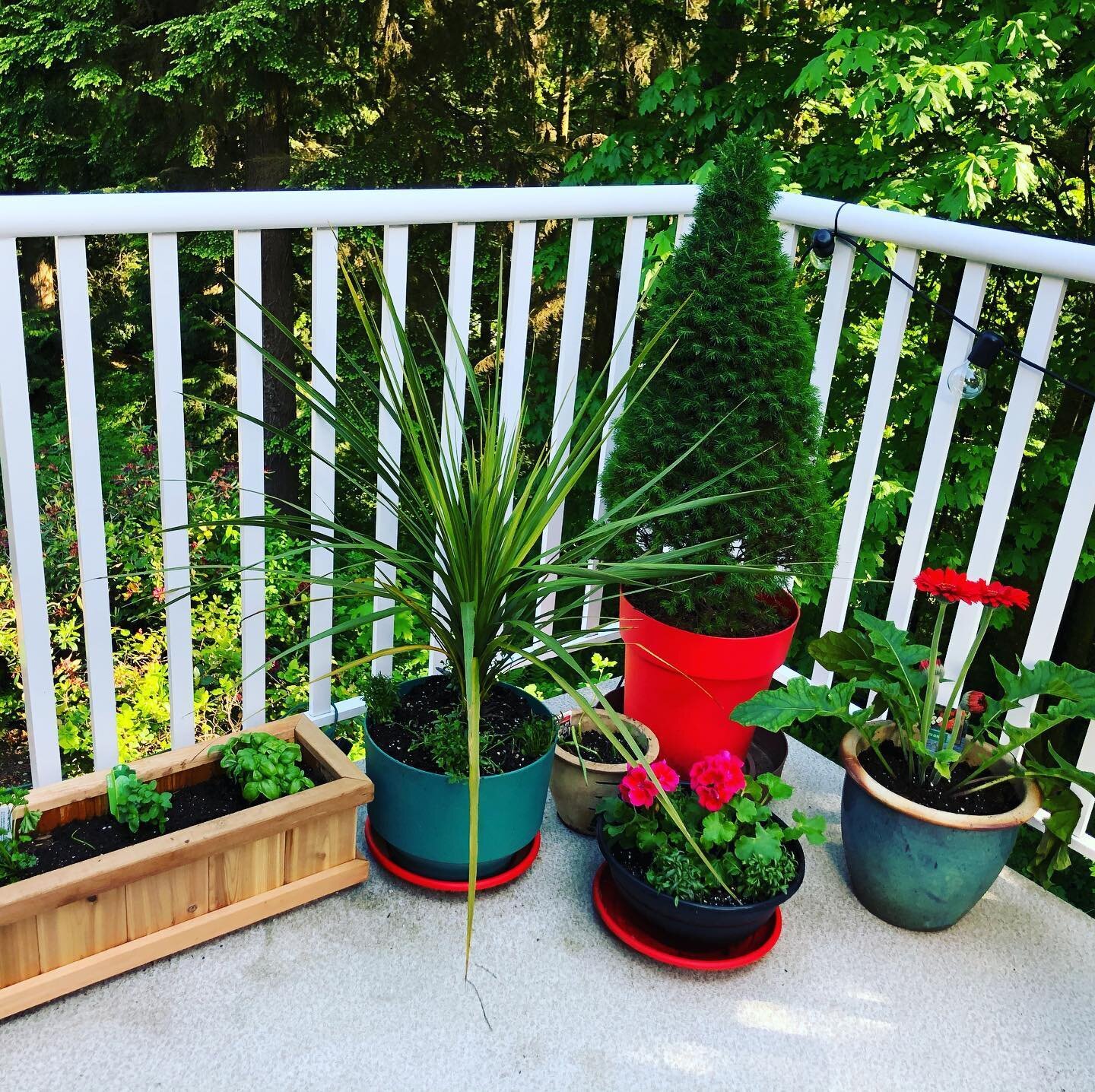 Today&rsquo;s work ... garden on the deck #deckgarden #herbs #nature #flowers