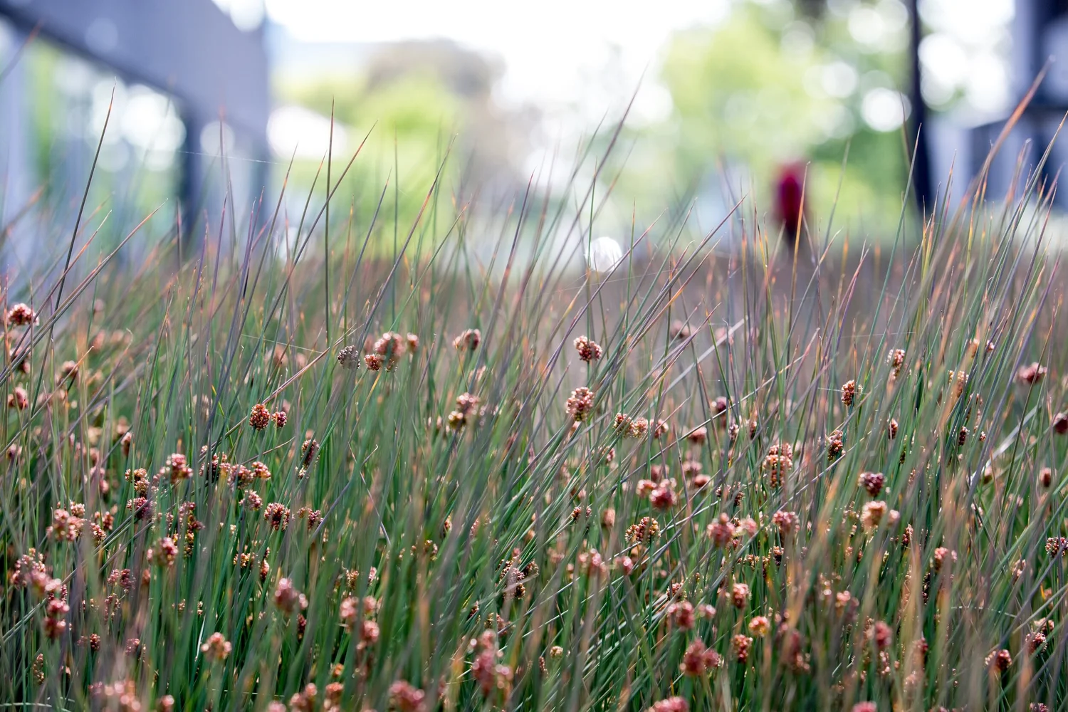 Dinsmore Landscape Company