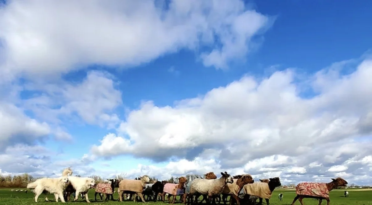 IWR Lamb & Fleece Spring Sale