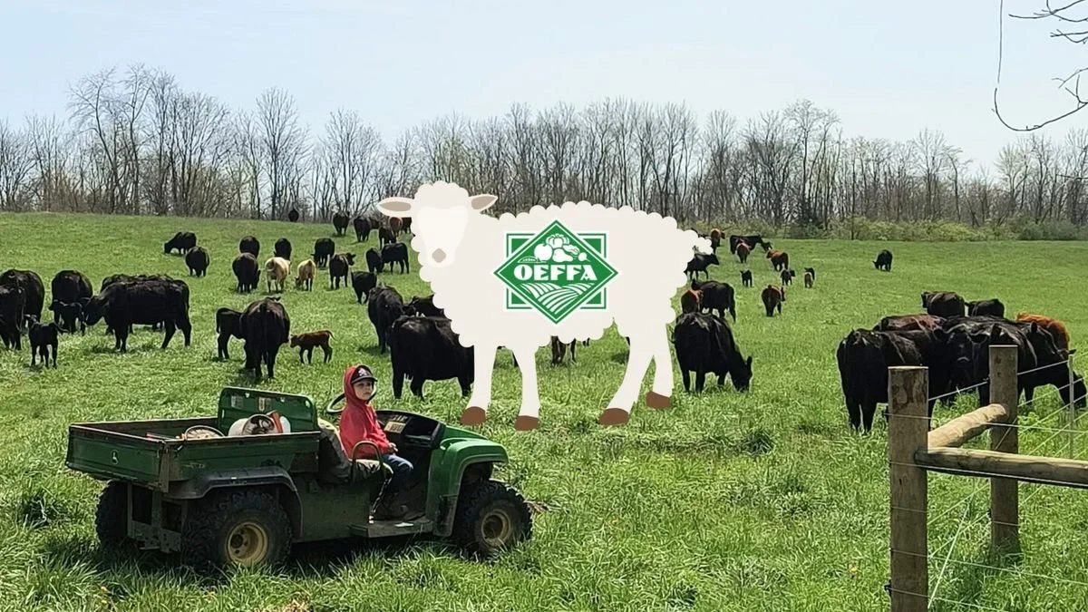 Organic Grazing Pasture Walk