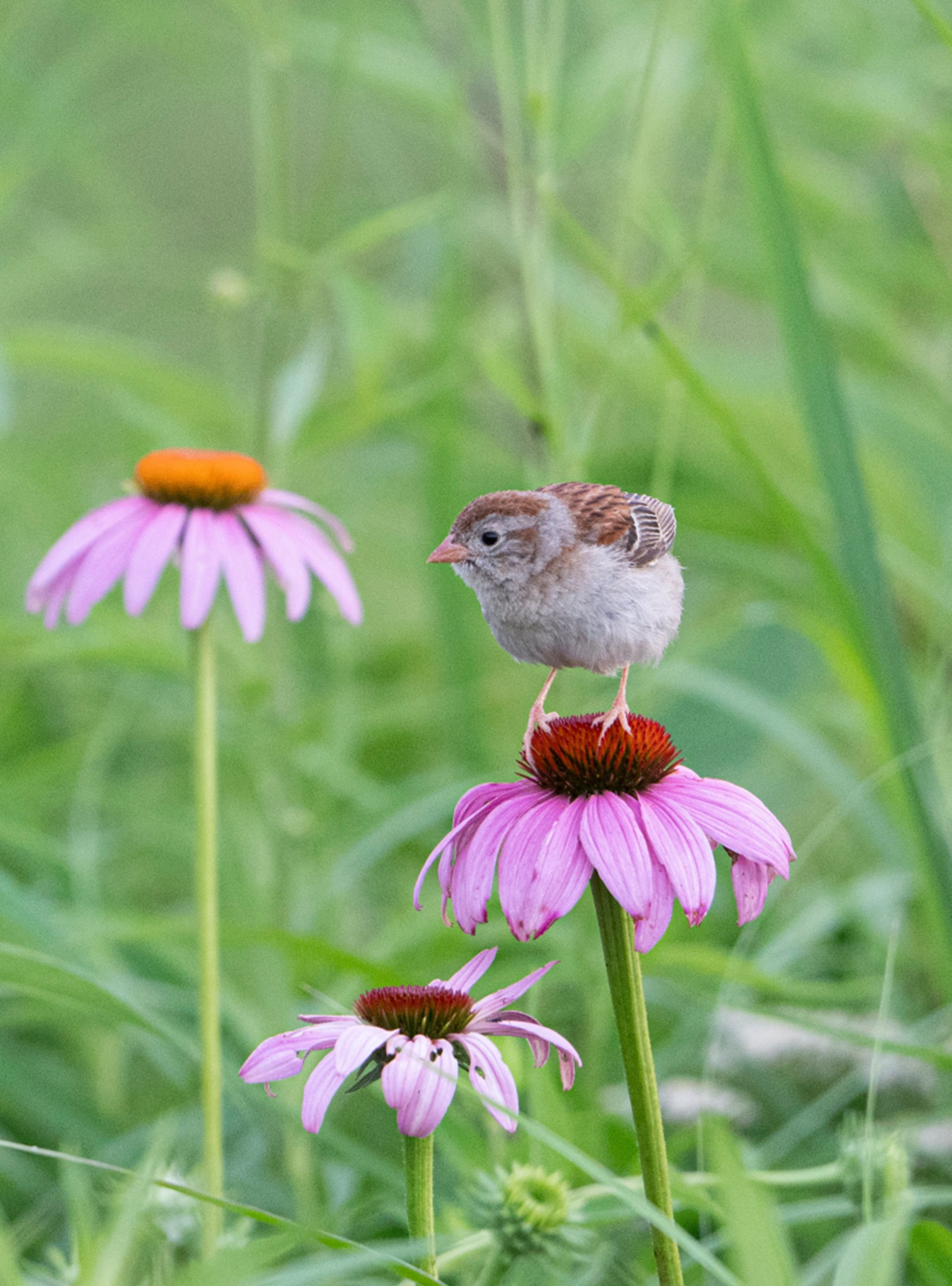 YS Habitat Team Earth Day Event