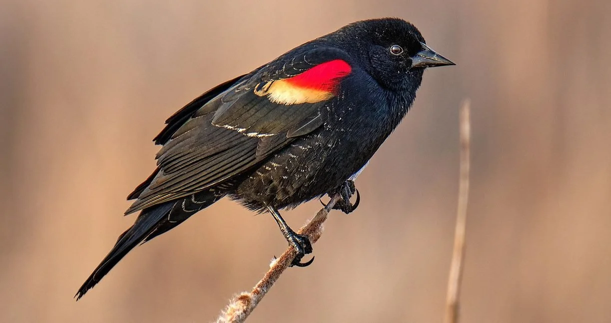 Better Bird Habitat, Cleaner Water, Less Flooding