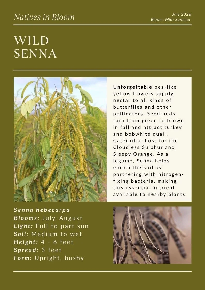 wild senna.jpg
