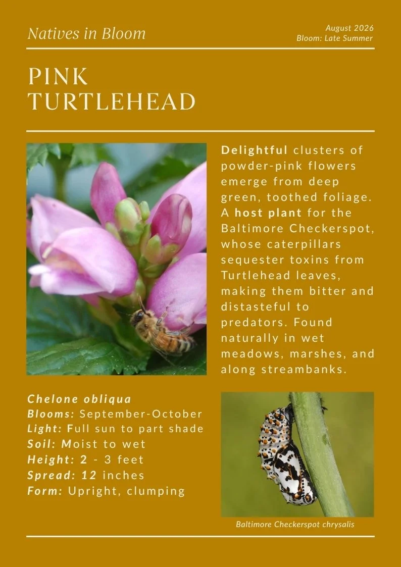 turtlehead.jpg