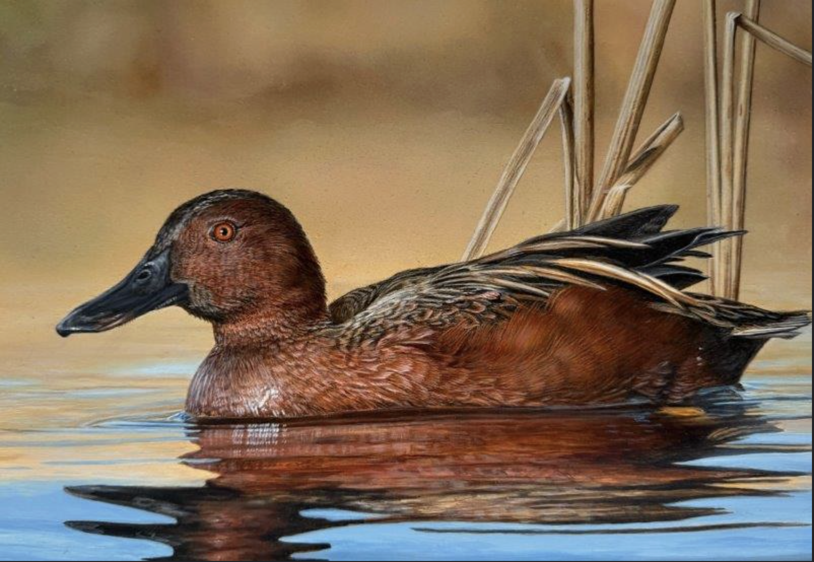 2nd Place: Entry #269 - Thomas E Miller from Minnesota - Cinnamon Teal - Acrylic