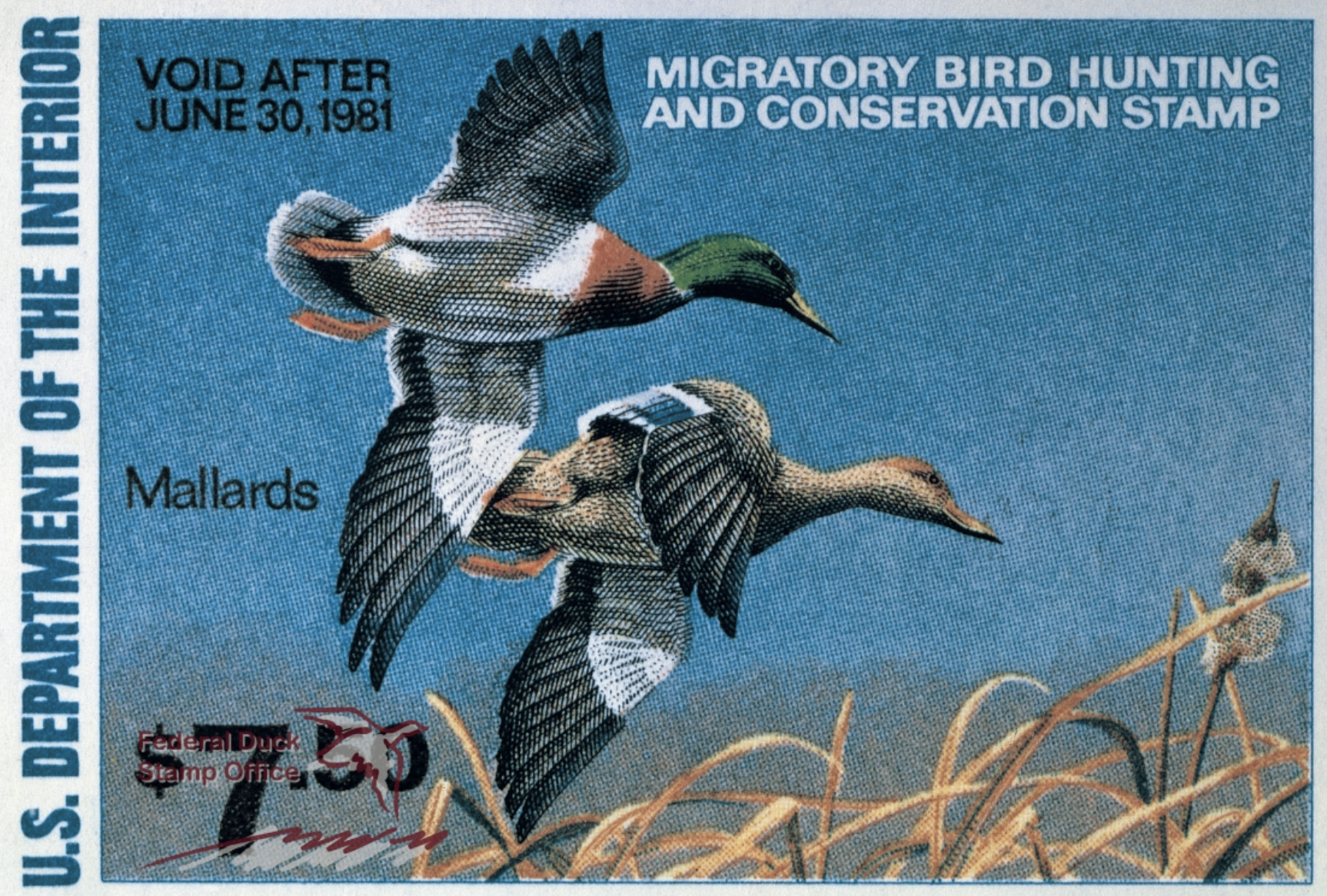 Mallard 1980-81 Richard W. Plasschaert
