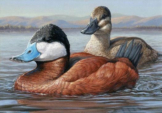 Ruddy Duck 2015-16 Jennifer Miller (Nambroth)