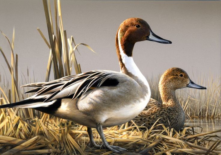 Northern Pintail 2008-2009 Joe Hautman