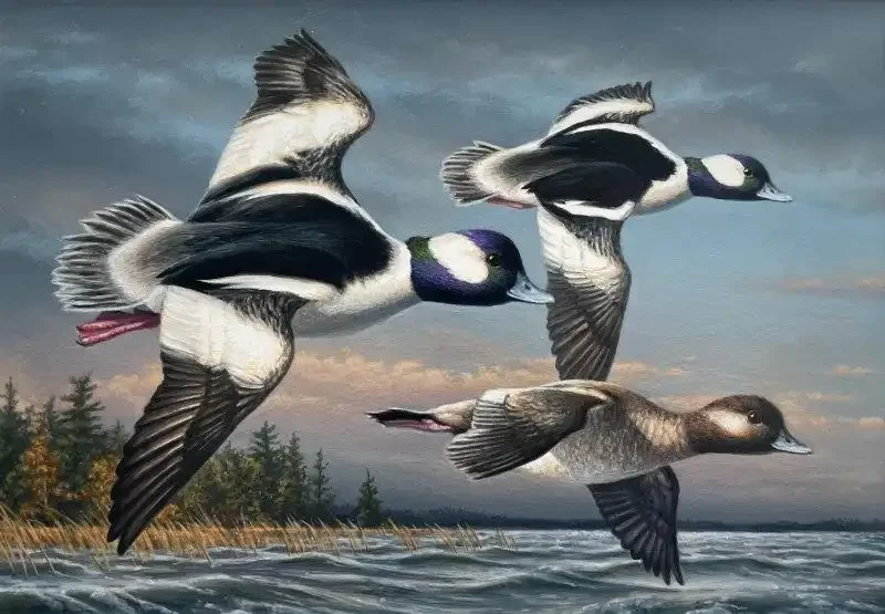 Buffleheads, 2026-27 James Hautman