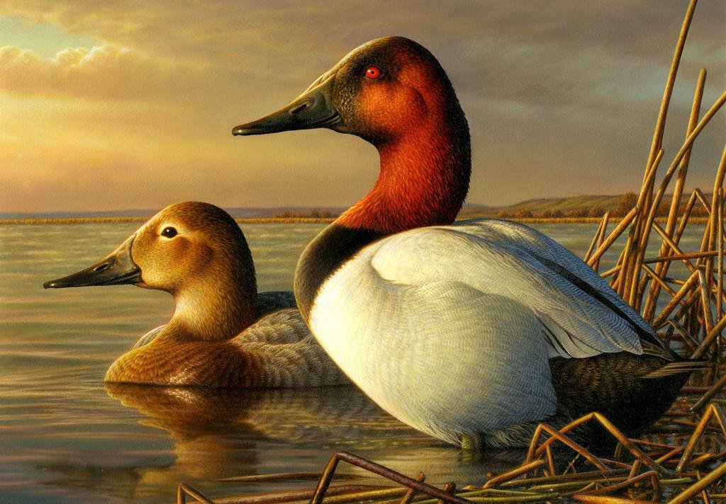 Canvasback 2014-15 Adam Grimm