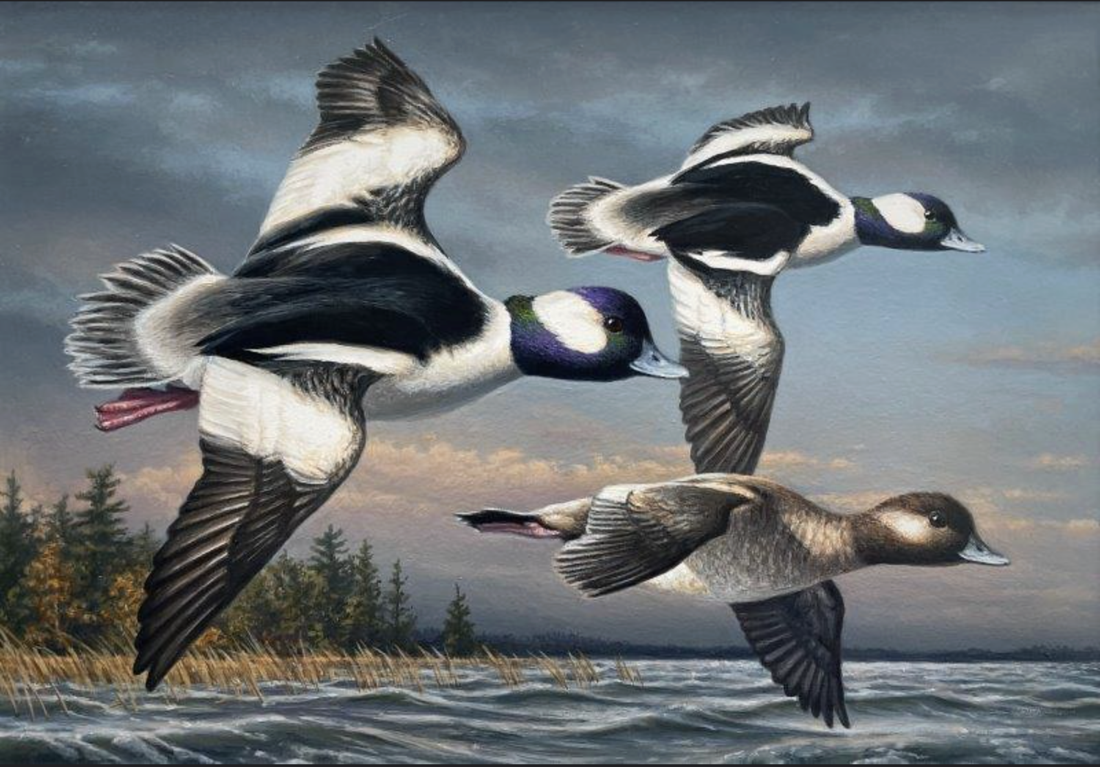 1st Place: Entry #130 - Jim Hautman from Minnesota - Buffleheads - Acrylic