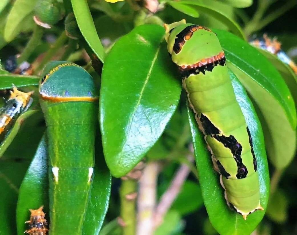 Bugs & Butterflies UK live insects for sale