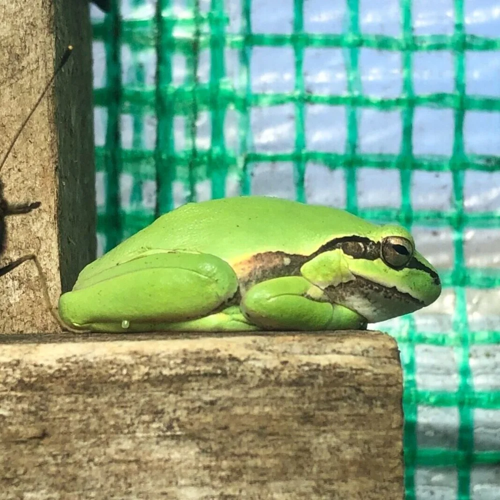 Exotic tree hotsell frogs for sale