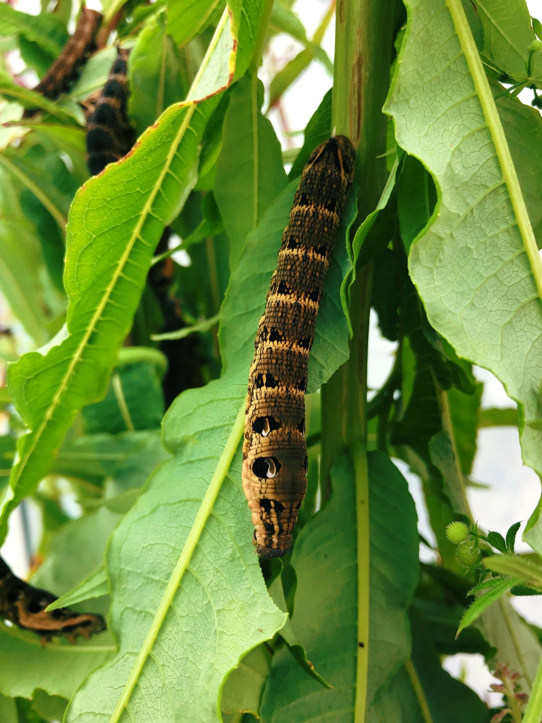 Elephant Hawk Moth Care Guide — Bugs & Butterflies UK