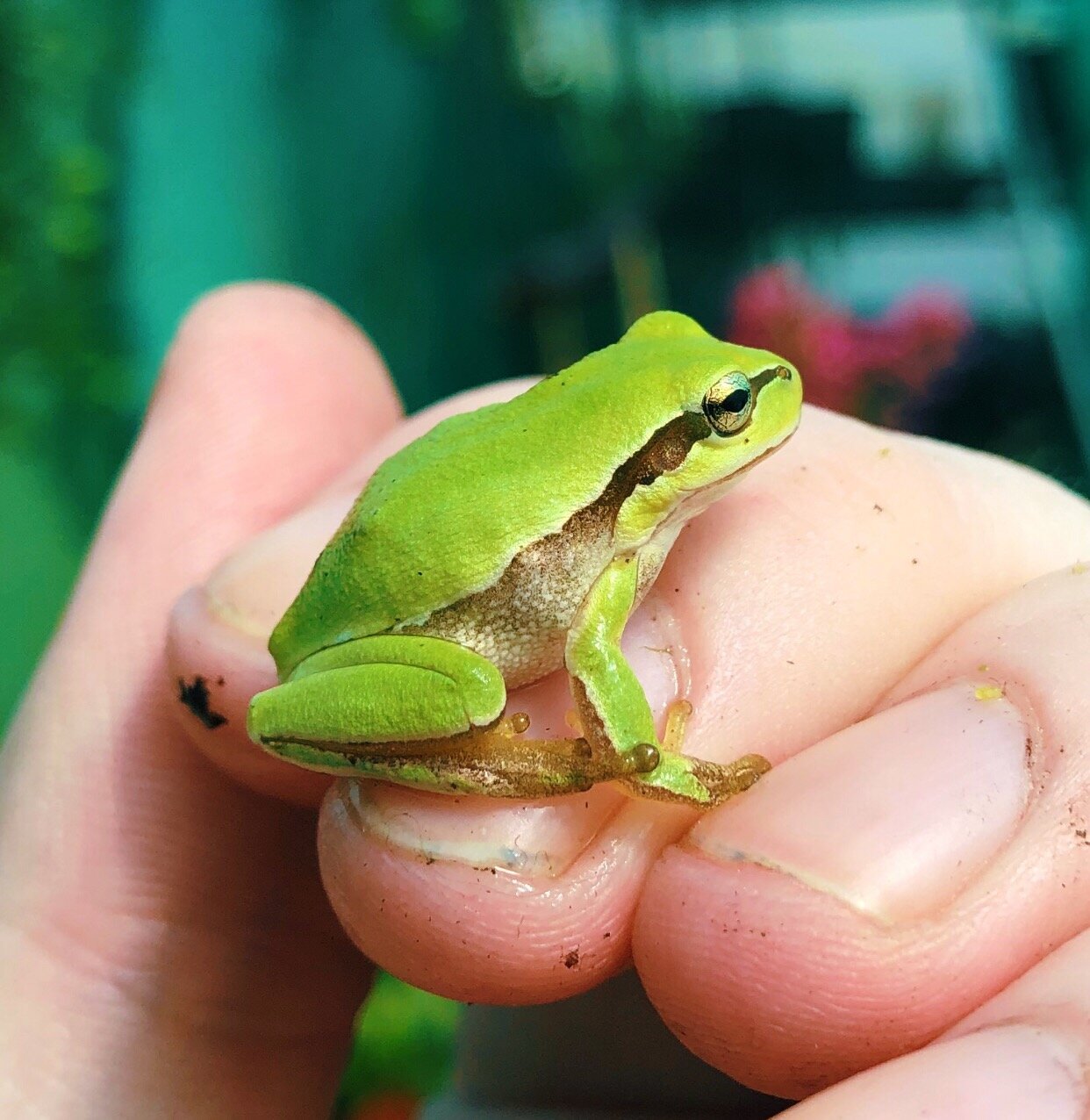 European Tree Frog Care Guide — Bugs & Butterflies UK