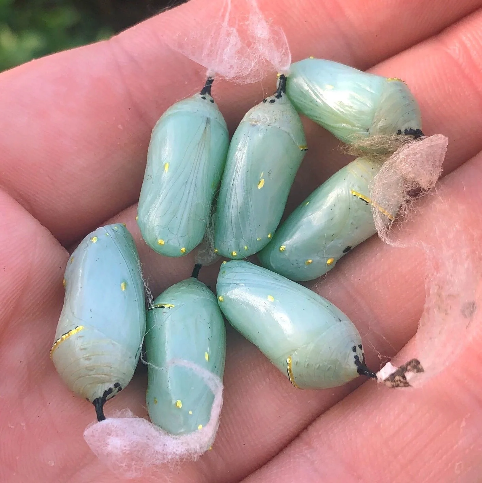 Care Guide for Pupae and Cocoons — Bugs & Butterflies UK