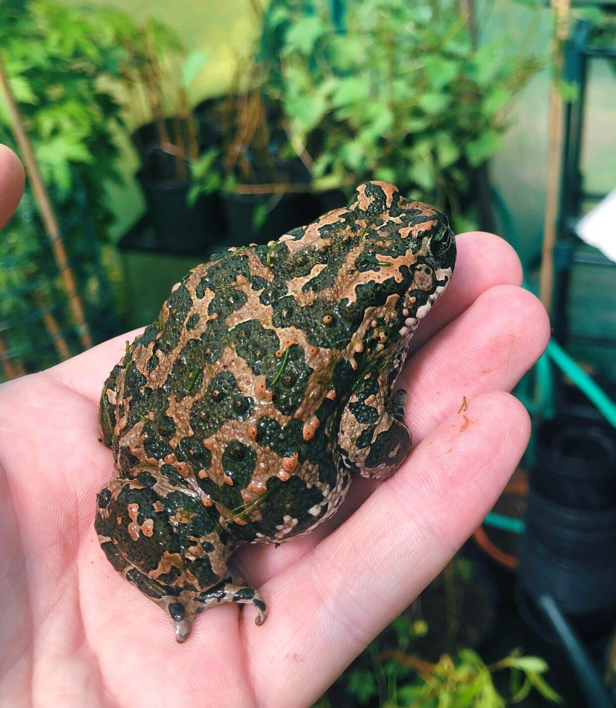 Frogs & Toads — Bugs & Butterflies UK