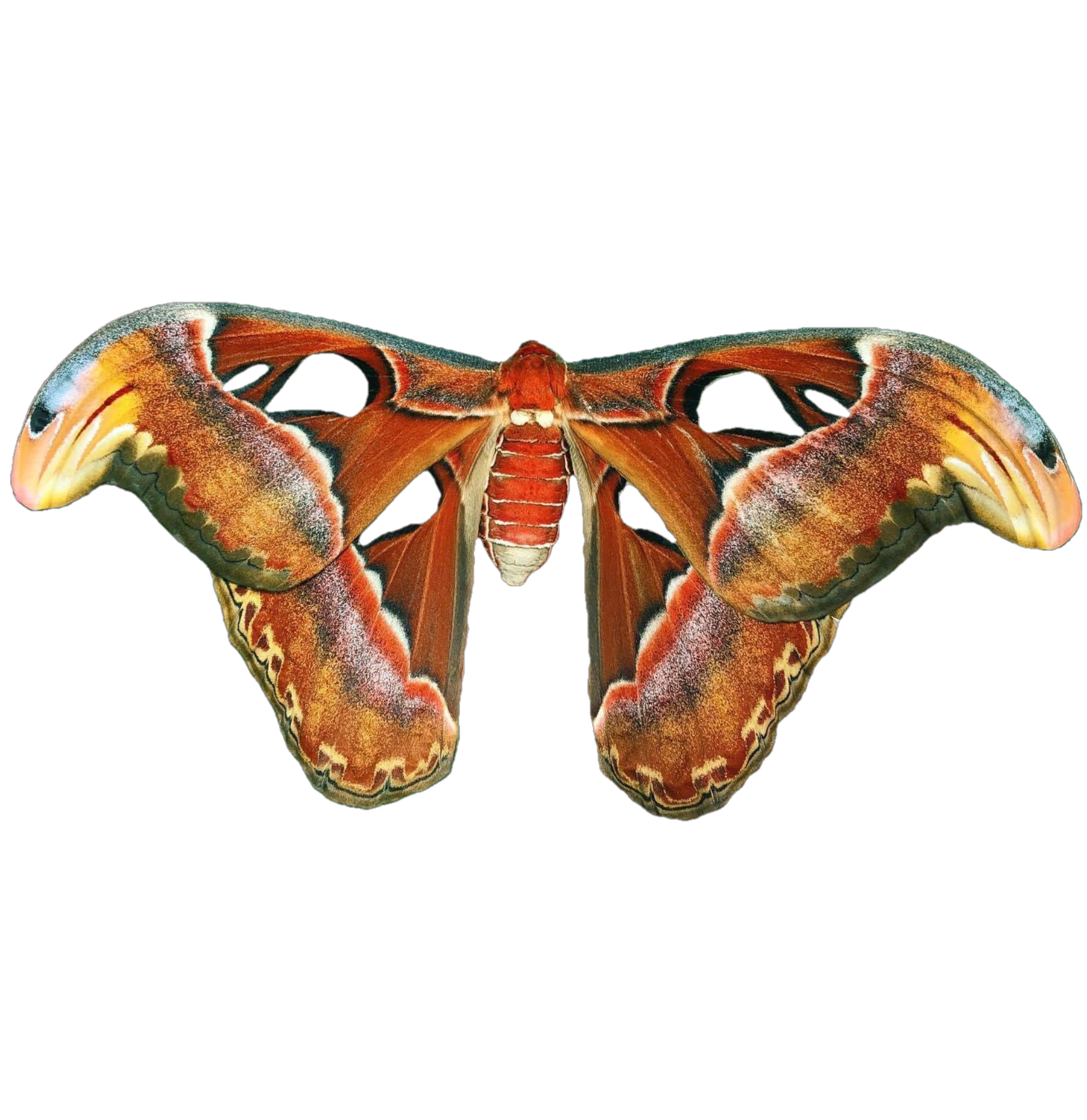giant-atlas-moth-cocoons-attacus-atlas-for-sale-raise-the-world-s