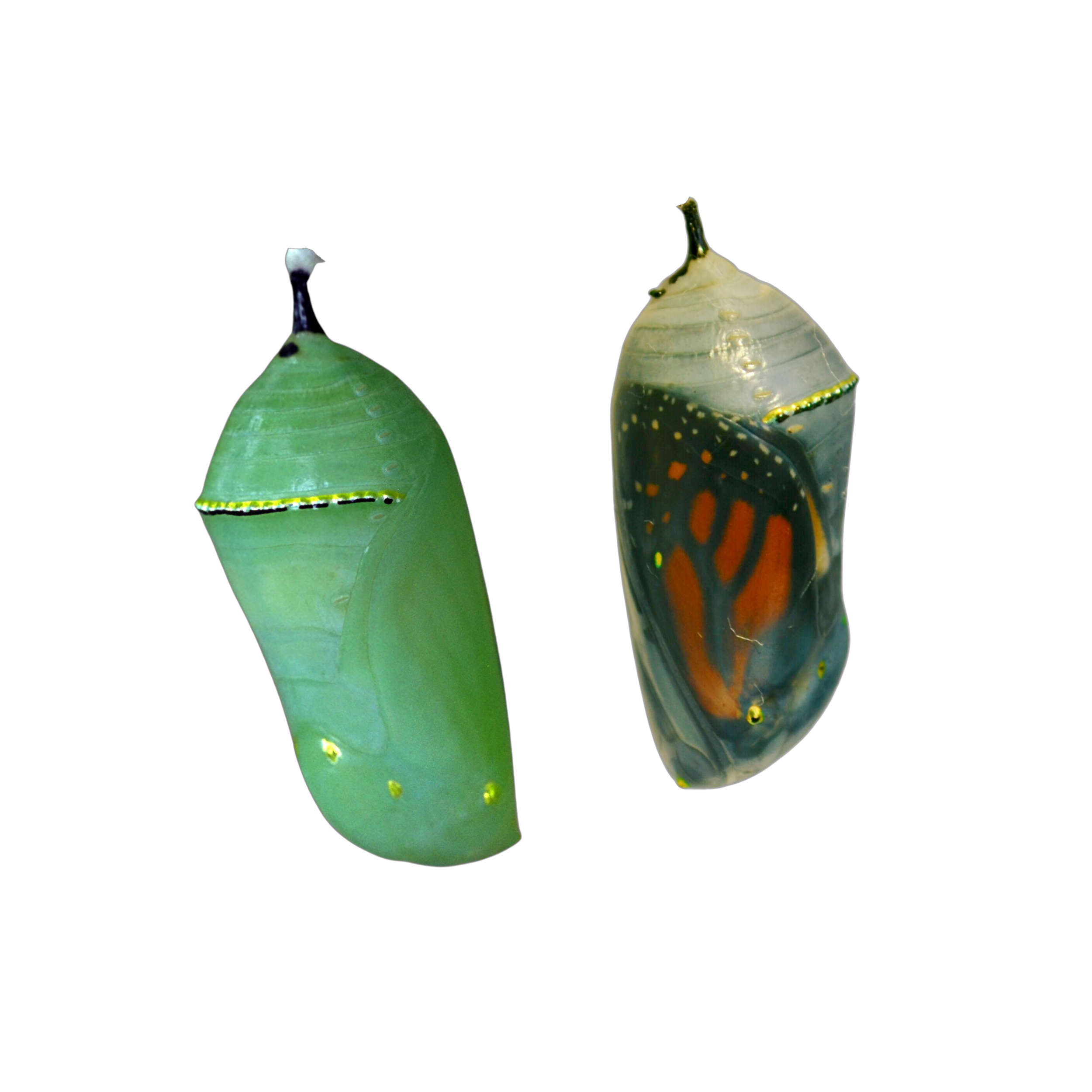 Eggs & Caterpillars — Bugs & Butterflies UK